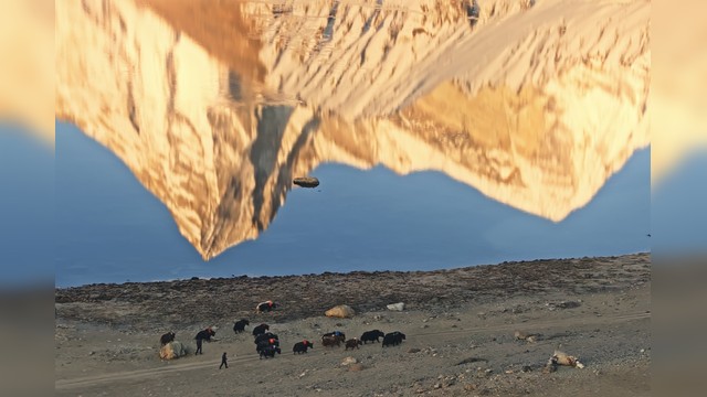 《金山巍巍，而生活如常》

西藏清晨，在平静如镜面般倒映着阿玛直米日照金山的宗措旁，人们赶着牦牛出门觅食。