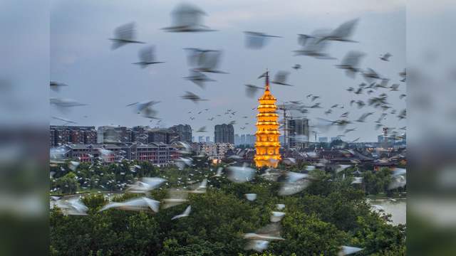 《归巢》2023年7月25日，摄于江苏省淮安市涟水县五岛湖公园夕照岛上成群的白鹭归巢时的场景。