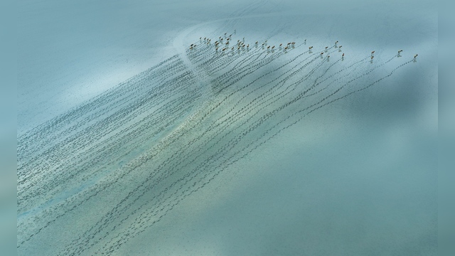 《麋鹿的足迹》在江苏盐城条子泥湿地，野生麋鹿在滩涂上行进，留下长长的印迹……
