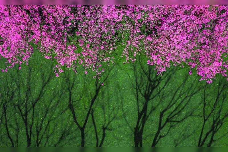 《春意》2023年，摄于昆明市西华公园。正在怒放的垂丝海棠和长出新叶的树木的影子，构成了春天里最为独特的春意。