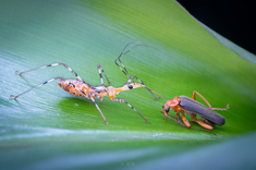《无题》在云南和广西自然保护区拍摄的野外生态昆虫作品