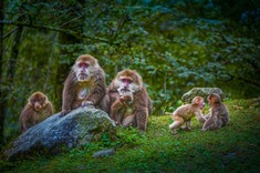 《藏酋猴家族》林间草地上，藏酋猴群形态各异。相互依偎，幼猴嬉戏打闹。周围绿意盎然，树木繁茂，整个画面充满自然野趣，展现出猴群在原生环境中自在生活的鲜活场景，尽显生命的灵动与蓬勃。2024年9月,摄于四川省青川县唐家河国家级自然保护#热爱依然 