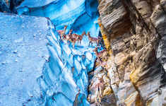 《家》2025年8月16日，我用大疆御3Pro无人机，在四川省木里县水洛镇的夏诺多吉雪山中部海拔5300米处，拍到了在冰川与崖壁间歇息的一群岩羊。#热爱依燃