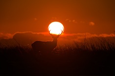 《峥嵘时刻》这幅作拍摄于2025年北海道野付半岛。等待数日吉祥物梅花鹿与太阳完美相遇，用鹿角与太阳两个自然的几何体完美叠加，吉祥与生命力的完美相遇，象征着吉祥顺意 峥嵘时刻