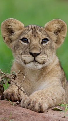 《人与动物的故事》