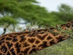 《共生》这幅作品记录了非洲草原上长颈鹿与牛椋鸟之间典型的共生互动。几只黄嘴牛椋鸟停栖在长颈鹿的颈部与背脊上，它们以皮肤上的寄生虫为食，在获得食物的同时也帮助长颈鹿完成清理。画面中鸟、树、长颈鹿构成了自然生境的典型元素，使整个场景呈现出非洲稀树草原独有的生态特征。作品通过细节捕捉展示了动物间的互惠关系，也呈现出草原生态系统中微小却持续存在的合作模式。