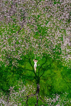《与花树共栖的瞬间》

当春日的花树织就漫天繁英，当旅人以大地为席、与自然共生——这是旅拍镜头里最动人的“诗意栖居”。#热爱依燃#热爱依燃 
