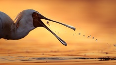 《大珠，小珠进鹭嘴》一只黑脸琵鹭，正在夕阳下欢快地进食。