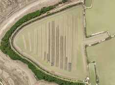 《蛏田记》
海蛏是福建沿海地区特有的美食，几乎随处可见名种形状不一的蛏田，这也是当地村民致富的途径。清明至端午前后的蛏肉，鲜甜肥美，口感最好。高空俯瞰挖蛏人分布蛏田两端，三五人排成一行，俯身一铲一铲地“挖”起滩涂，找出藏在里头的肥美蛏子。滩涂上白鹭翩飞，有时调皮地漫步在滩涂上。白鹭、辛勤劳作的挖蛏人，构成了一幅和谐动人的生态画卷。
#热爱依燃 
