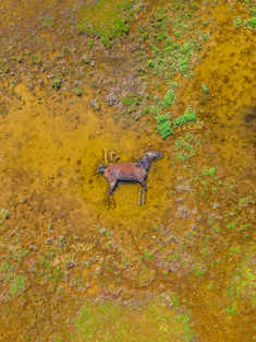 《大地标本》 水位褪去后，湿地中出现一匹小野马，永久留存在这片大地，躯体瘫窝定格在这片广袤湿地，自然界万物轮回戛然而止的标本。#野生动物摄影 #热爱依燃 
